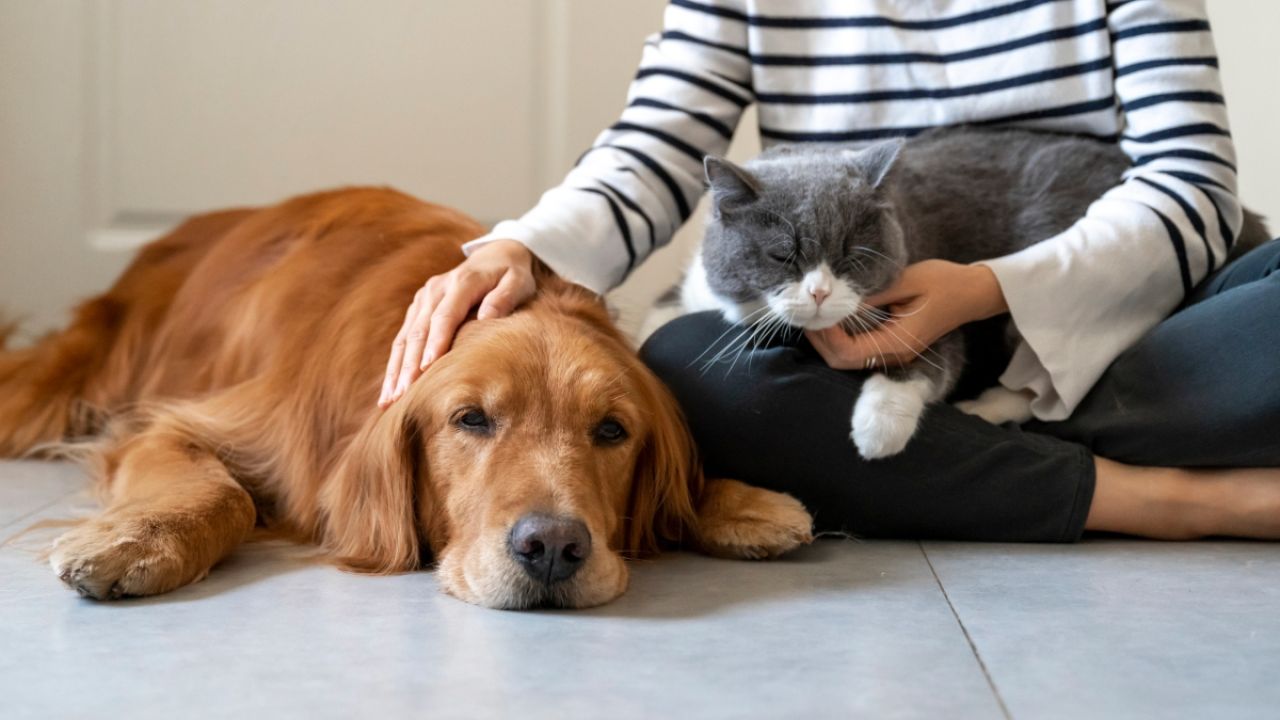 Evcil Hayvan Bakımı: Sağlıklı Yaşam Yoluyla Bağınızı Güçlendirmek